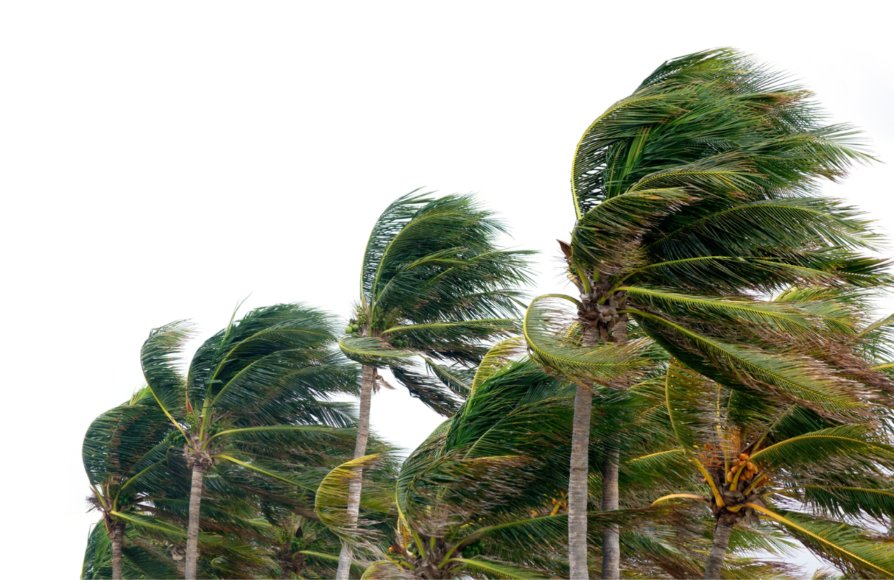 hurricane blowing palm trees